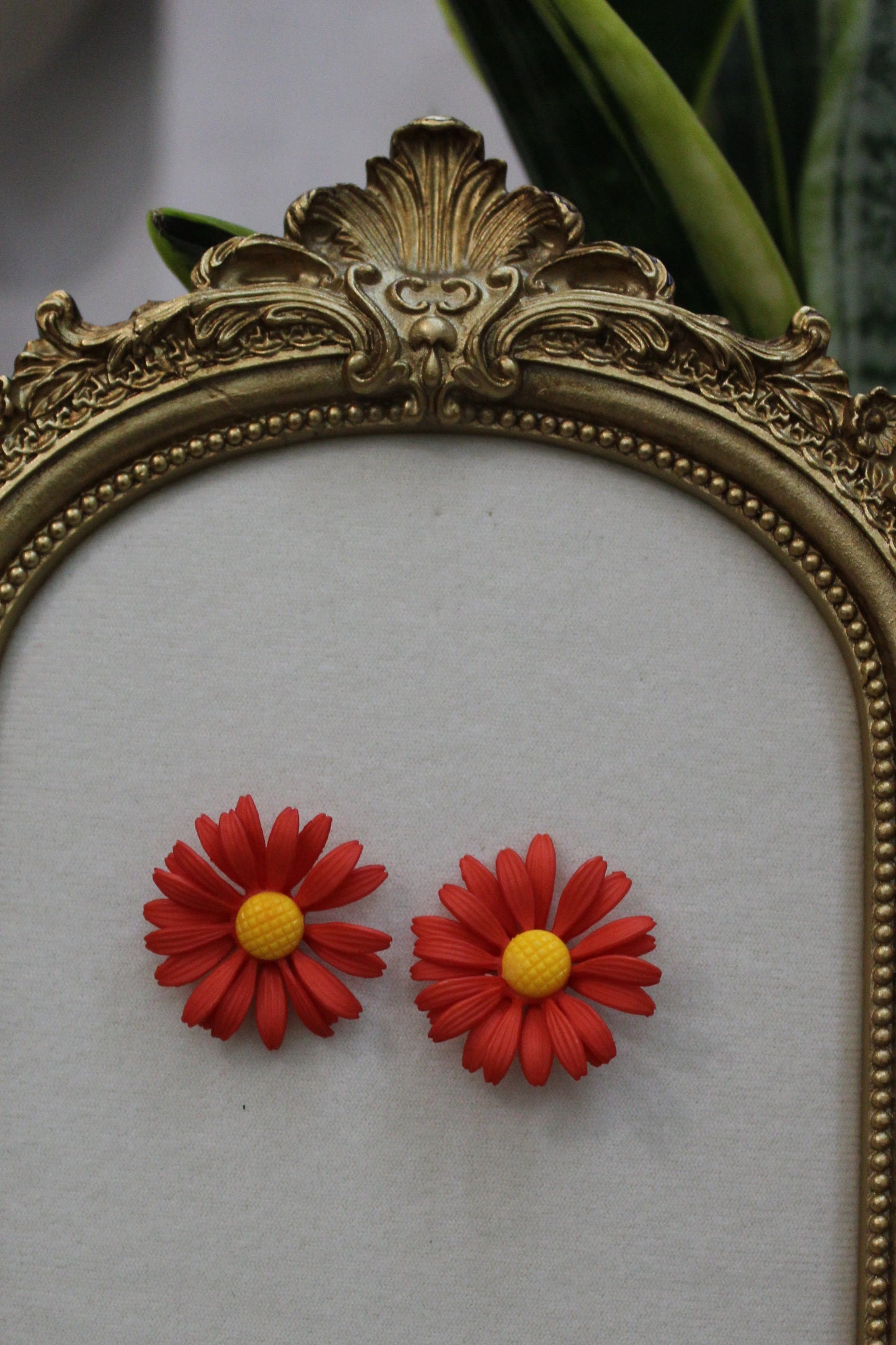 Red daisy